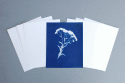 8" X 10" cyanotype paper (white)