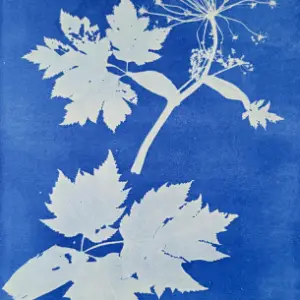 22" x 22" White Cotton Cyanotype Bandanas/Handkerchiefs
